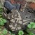 Yoda Kydex Holster